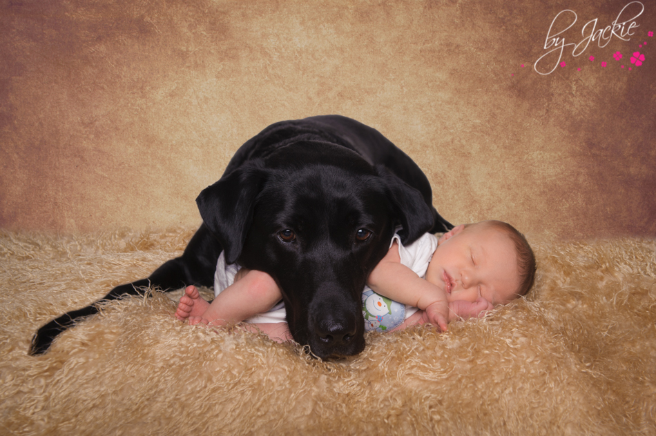 Image of black labrador dog with newborn baby Photo Babies By Jackie York Yorkshire UK