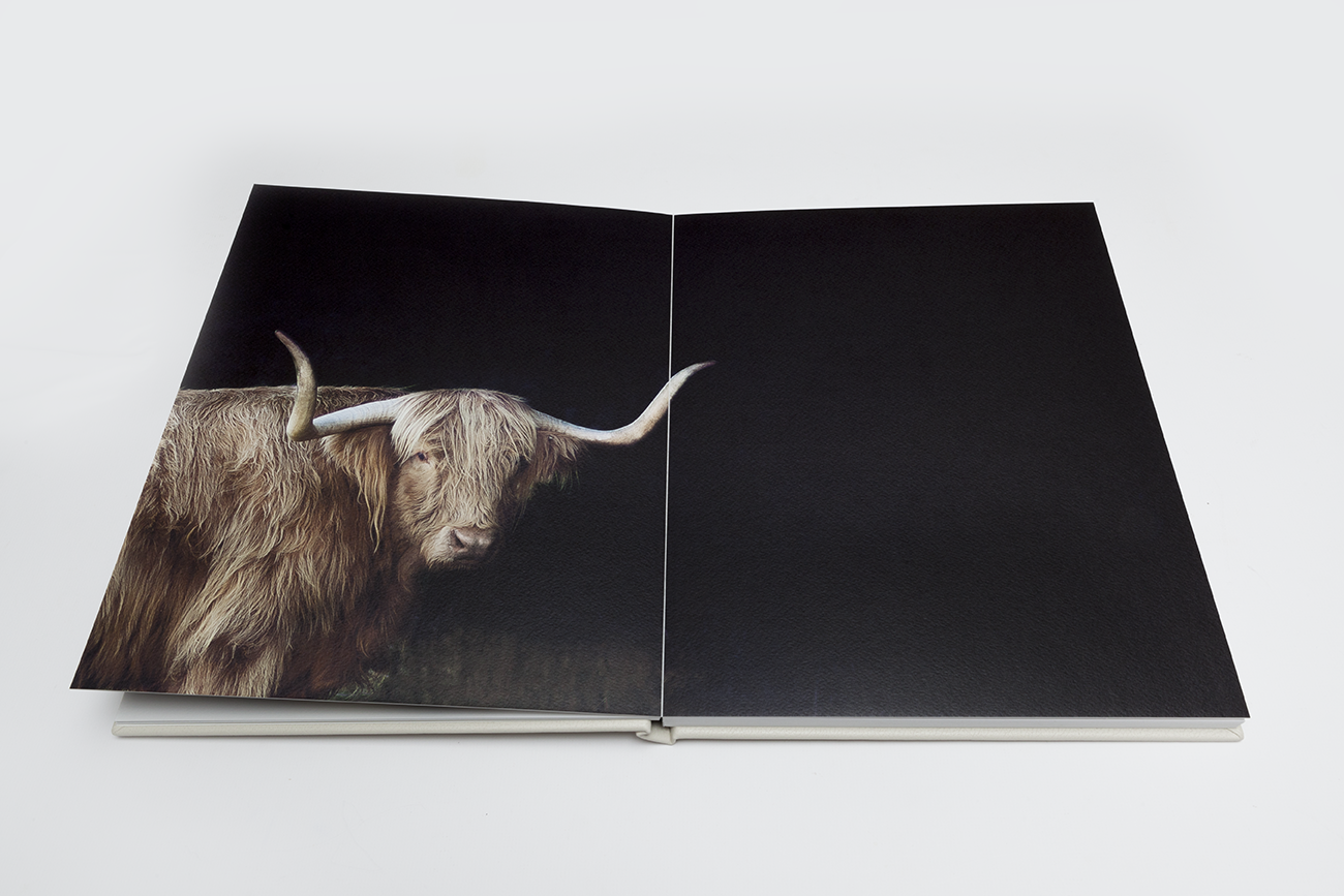By The Horns Portfolio