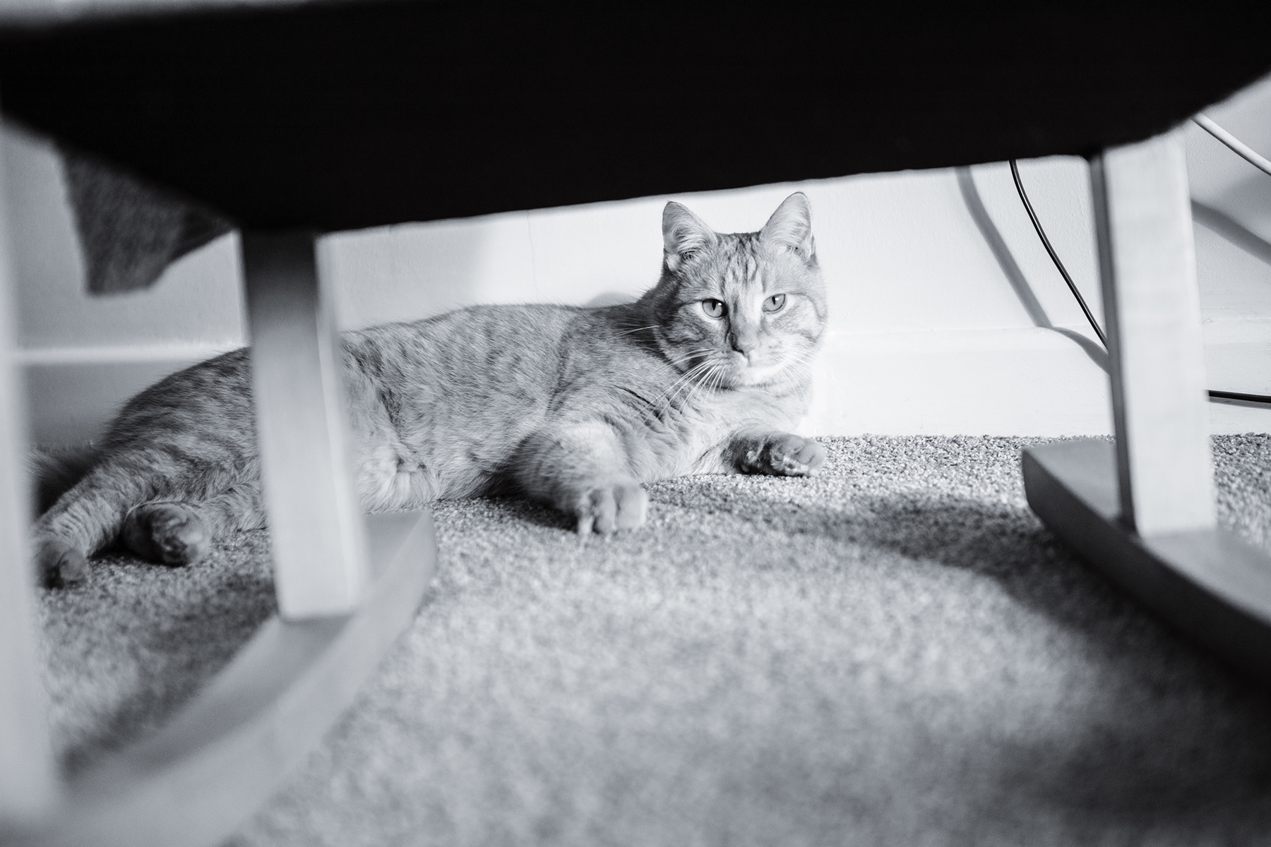 Megan Graham Photography