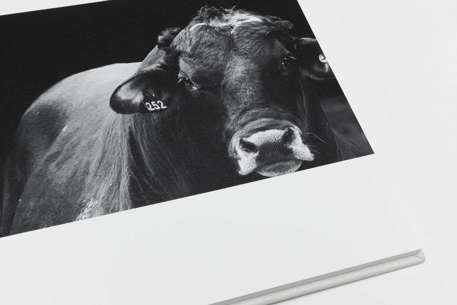 By The Horns Album